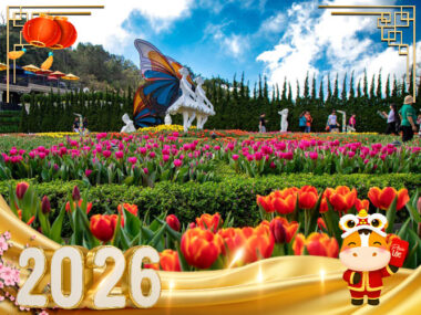 Tour Tết - Đà Nẵng - Hội An - Bà Nà Hill - Rừng Dừa 7 Mẫu - 3N2Đ