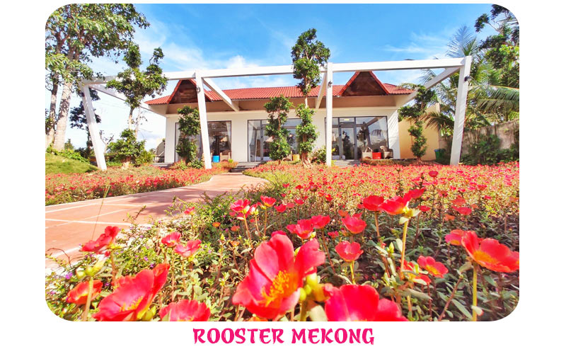 Rooster Mekong