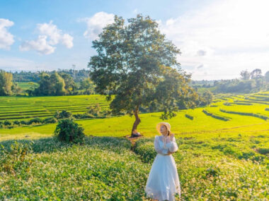 Biển chè Tây Nguyên