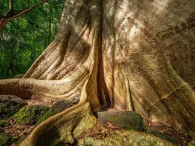 Vườn Quốc Gia Nam Cát Tiên